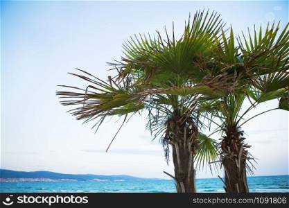 beautiful green palm tree on the beach near the sea.. beautiful green palm tree on the beach near the sea