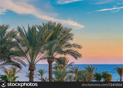 Beautiful green palm trees against the sunset sky with light clouds and blue sea. Tropical idilic evening scene background. Beautiful green palm trees against the sunset sky with light clouds and blue sea. Tropical idilic evening scene background.