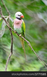 Beautiful green Parakeet bird, male Red-breasted Parakeet (Psittacula alexandri), breast profile