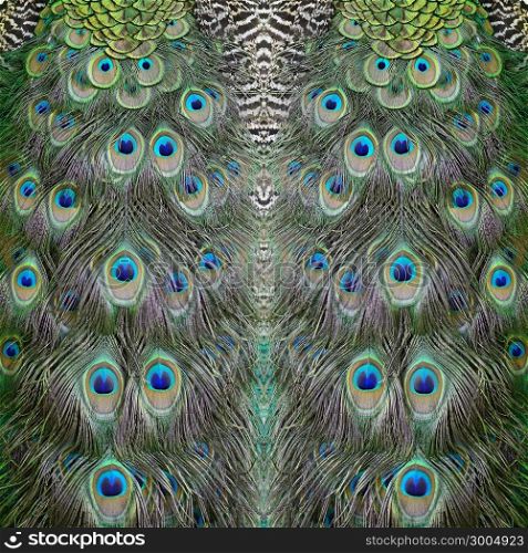 Beautiful Green Peafowl feather background pattern abstract