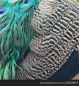 Beautiful Green Peafowl feathers background