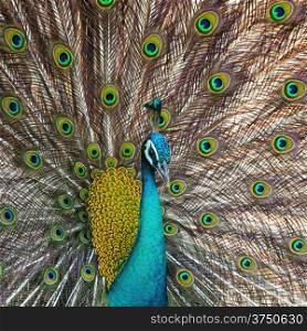Beautiful Green Peafowl (male) with colorful tail fully open