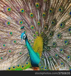 Beautiful Green Peafowl (male) with colorful tail fully open