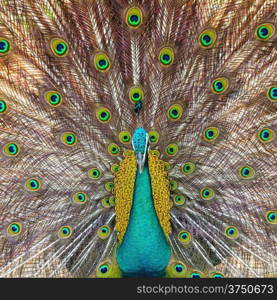 Beautiful Green Peafowl (male) with colorful tail fully open