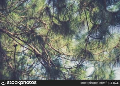 Beautiful green pine tree background (Vintage filter effect used)