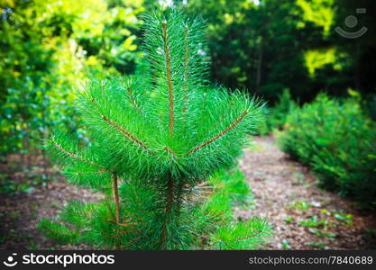 beautiful green pine tree in the forest