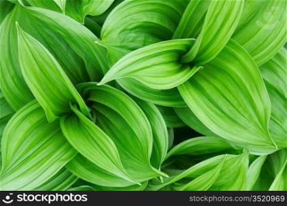 Beautiful green plant close up