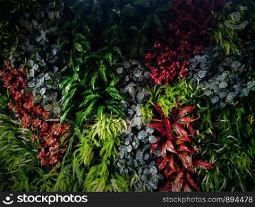 Beautiful green plant wall background. Horizontal picture of garden with dense vegetation