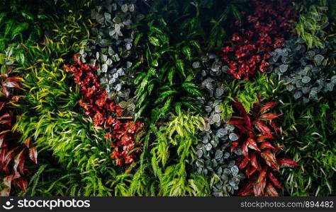 Beautiful green plant wall background. Horizontal picture of garden with dense vegetation