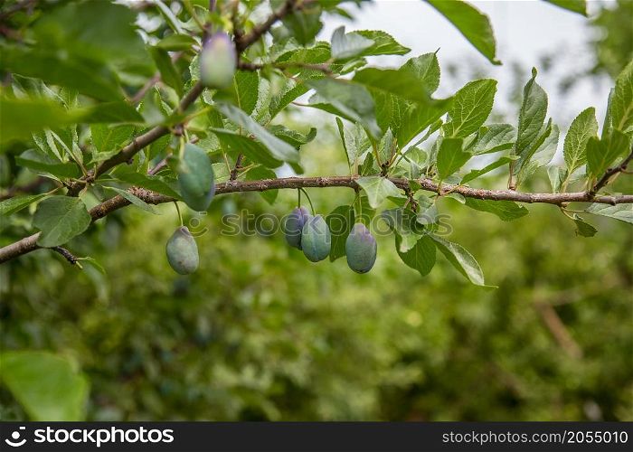 Beautiful green plum on a branch in a home garden. Fruit.. Beautiful green plum on a branch in a home garden
