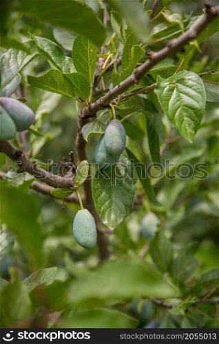 Beautiful green plum on a branch in a home garden. Fruit.. Beautiful green plum on a branch in a home garden