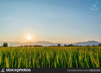 Beautiful green rice field and blue sky background at sunset time.