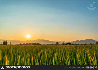 Beautiful green rice field and blue sky background at sunset time.