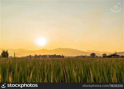 Beautiful green rice field and sky background at sunset time.