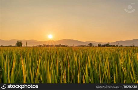 Beautiful green rice field and sky background at sunset time.