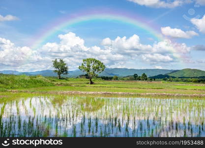 Beautiful Green Rice Field With Two Big Trees, Blue Sky And Rainbow In The Mountain Background.