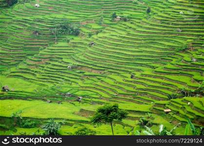 Beautiful green rice terrace paddies in Bogor district, west Java, Indonesia