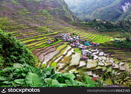 Beautiful Green Rice terraces in the Philippines. Rice cultivation in the Luzon island.