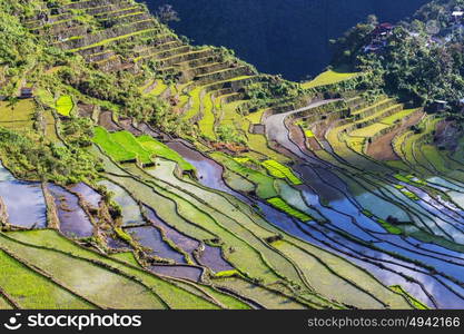 Beautiful Green Rice terraces in the Philippines. Rice cultivation in the Luzon island.