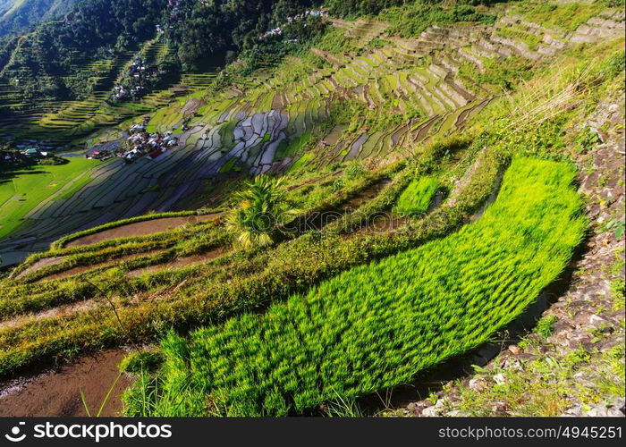 Beautiful Green Rice terraces in the Philippines. Rice cultivation in the Luzon island.