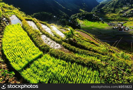 Beautiful Green Rice terraces in the Philippines. Rice cultivation in the Luzon island.