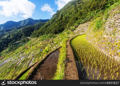 Beautiful Green Rice terraces in the Philippines. Rice cultivation in the Luzon island.