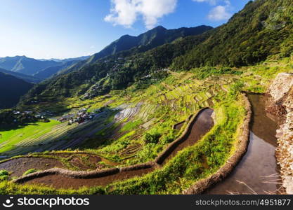 Beautiful Green Rice terraces in the Philippines. Rice cultivation in the Luzon island.