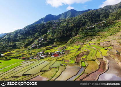 Beautiful Green Rice terraces in the Philippines. Rice cultivation in the Luzon island.