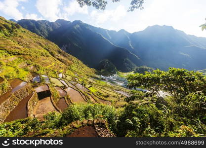 Beautiful Green Rice terraces in the Philippines. Rice cultivation in the Luzon island.