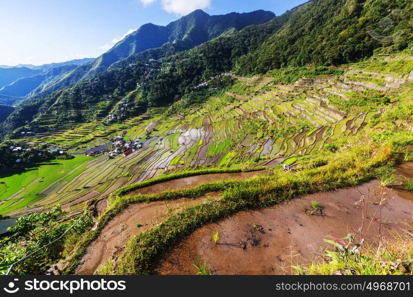 Beautiful Green Rice terraces in the Philippines. Rice cultivation in ...