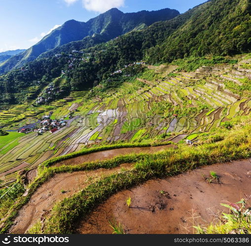 Beautiful Green Rice terraces in the Philippines. Rice cultivation in the Luzon island.