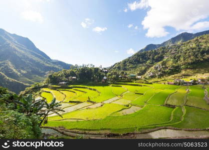 Beautiful Green Rice terraces in the Philippines. Rice cultivation in the Luzon island.