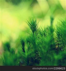 Beautiful green small moss plants. Macro shot - close-up. Natural green background. Concept for spring and flora.