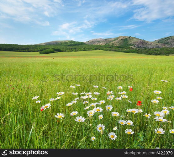Beautiful green spring meadow landscape. Composition of nature.
