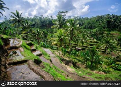 Beautiful green terrace paddy fields on Bali, Indonesia