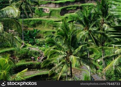 Beautiful green terrace paddy fields on Bali, Indonesia