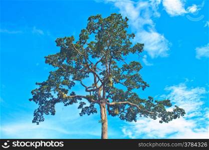 beautiful green tree and blue sky background