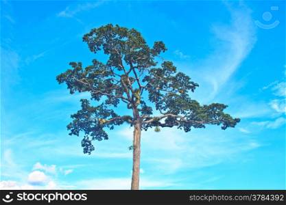 beautiful green tree and blue sky background
