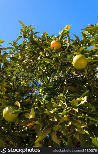 Beautiful green tree with raw growing oranges. Mediterranean flora, fruits growing in nature.. Green tree with raw growing oranges