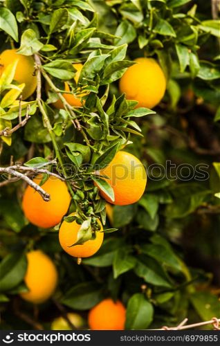 Beautiful green tree with raw growing oranges. Mediterranean flora, fruits growing in nature.. Green tree with raw growing oranges