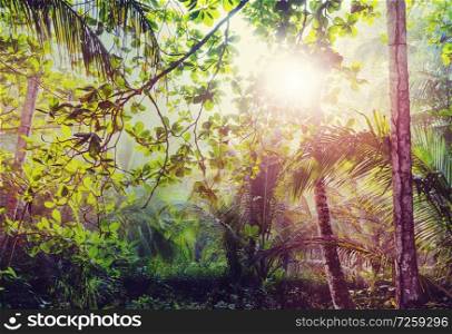 Beautiful green tropical jungle