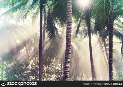 Beautiful green tropical jungle