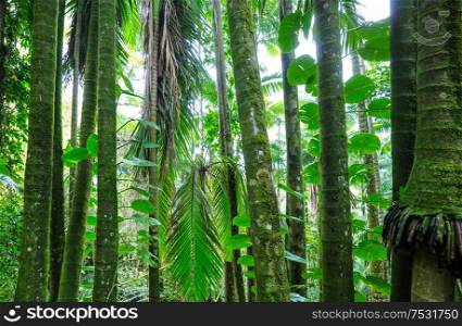 Beautiful green tropical jungle for natural background
