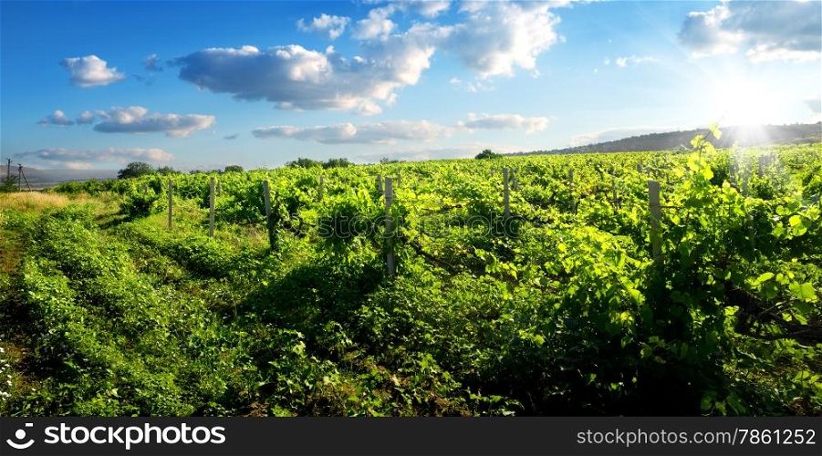 Beautiful green vineyard in sunny summer day