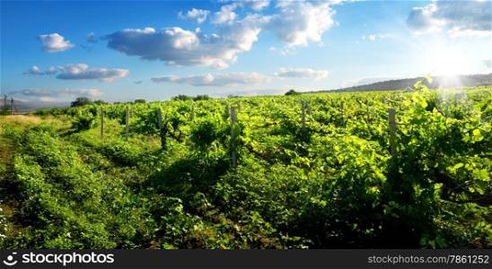Beautiful green vineyard in sunny summer day