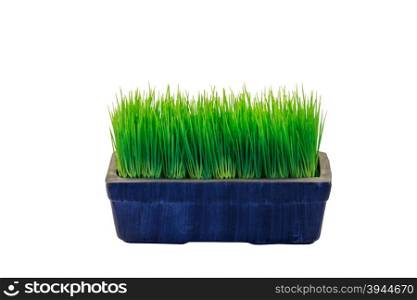 Beautiful green wheatgrass growing in pot