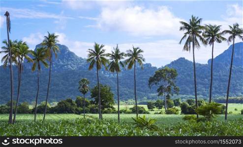 Beautiful greenery view of many coconut trees in organic corn field and many green plants with large mountains and blue sky background