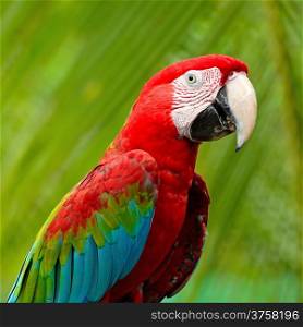 Beautiful Greenwinged Macaw aviary, side profile