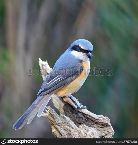 Beautiful grey bird, Grey-backed Shrike (Lanius tephronotus), standing on the log, face and back profile