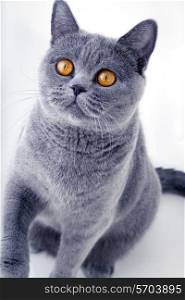 Beautiful grey british cat on light background